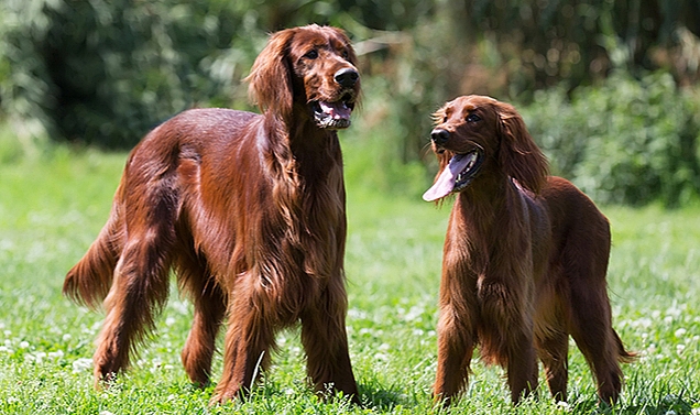 Küçük ve Büyük Irk Köpeklerde Eğitim Yaklaşımları – Temel Farklar ve İpuçları