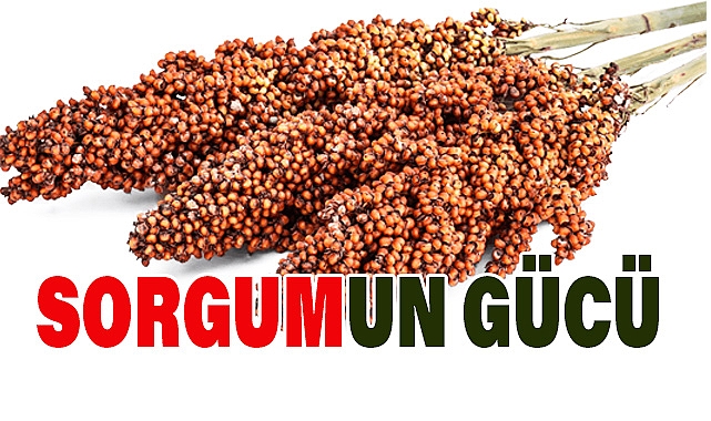 Sorgum: Az Bilinen Tahılın Büyük Gücü