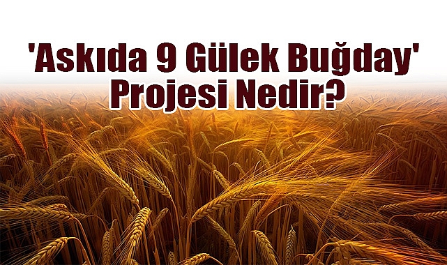 'Askıda 9 Gülek Buğday' Projesi Nedir?