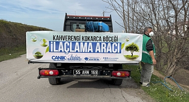 Canik'te Kahverengi Kokarca Böceğine Karşı Yoğun Mücadele
