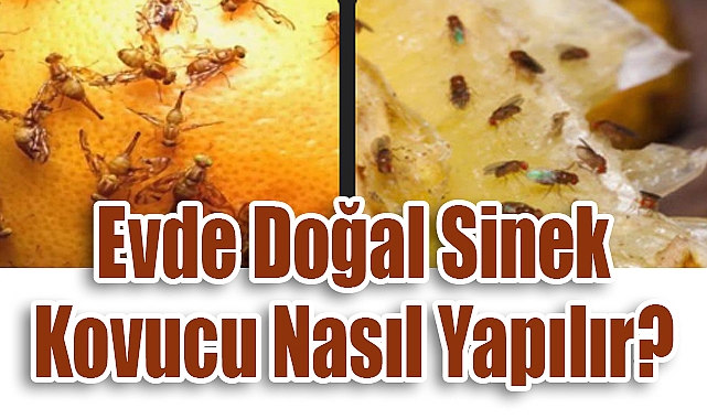 Evde Doğal Sinek Kovucu Nasıl Yapılır?
