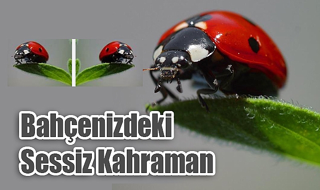 Uğur Böceği Sadece Şans Getirmez: Bahçenizdeki Sessiz Kahraman Neler Yapabilir?