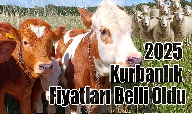 2025 Kurbanlık Fiyatları Belli Oldu: İşte Büyükbaş ve Küçükbaş Aralıkları