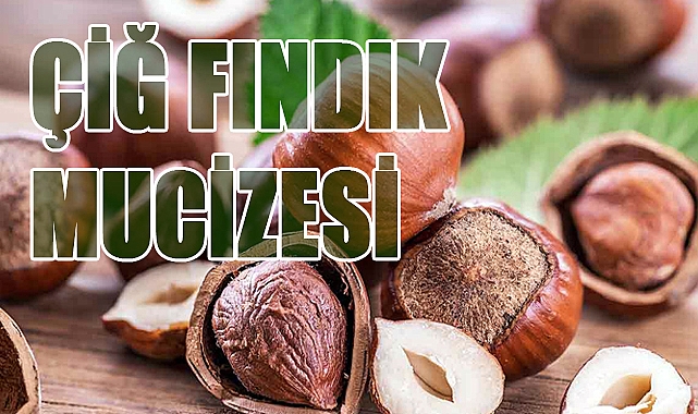 Çiğ Fındığın Gücü: En Doğal Haliyle Vücuda Şifa Saçıyor