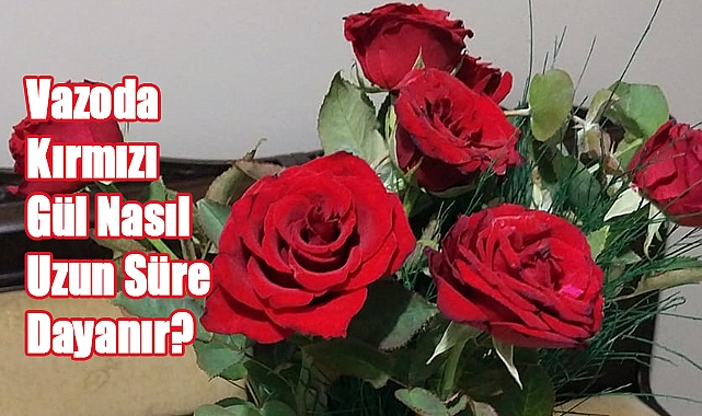 Evde Vazoda Kırmızı Gül Nasıl Uzun Süre Dayanır? İşte Püf Noktaları