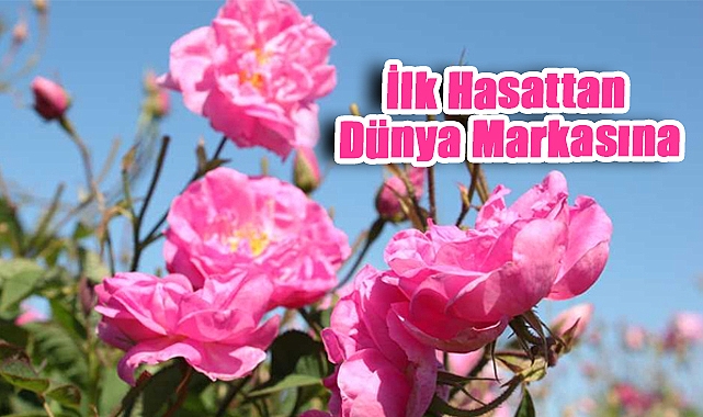 Isparta'da Gülcülüğün Yolculuğu: İlk Hasattan Dünya Markasına