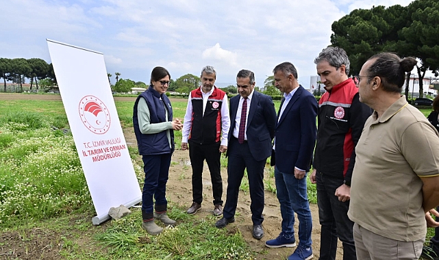 İzmir’de Kuşkonmaz Üretimi Yükselişte: 17 Bin Fide Üreticilere Teslim Edildi