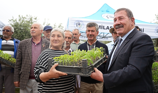 Milas Belediyesi'nden 300 Üreticiye Ata Tohumu Fide Desteği