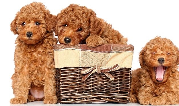 Ailenizin Yeni Üyesi: Sevimli ve Akıllı Toy Poodle’lar