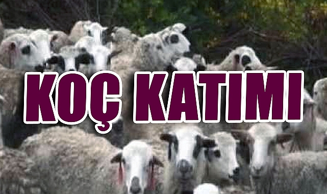 Koç Katımı Nedir? Küçükbaş Hayvancılıkta Bereketin ve Verimliliğin Anahtarı