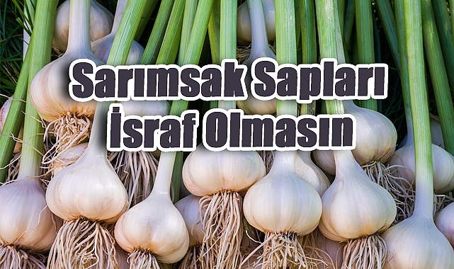 Sarımsak Sapları İsraf Olmasın, Sofraya Lezzet Olsun