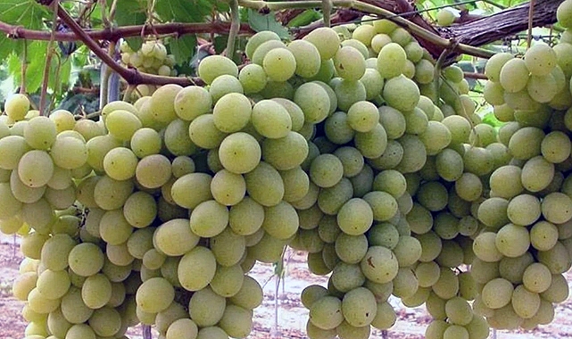 Ege’nin Erkenci Üzümü Superior Seedless, İhracatta Yüzleri Güldürdü