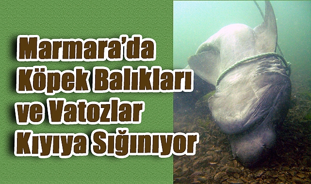 Marmara’da Köpek Balıkları ve Vatozlar Kıyıya Sığınıyor