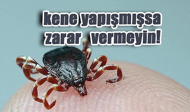 Vücudunuza kene yapışmışsa zarar vermeyin!