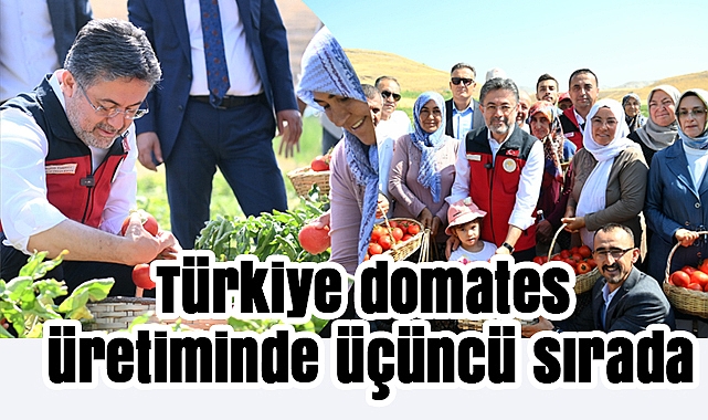 Bakan Yumaklı Ayaş’ta domates hasadına katıldı