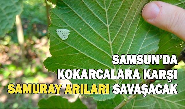Samsun’da Tarımda Yeni Dönem: 1 Milyonun Üzerinde Samuray Arısı Doğaya Salındı