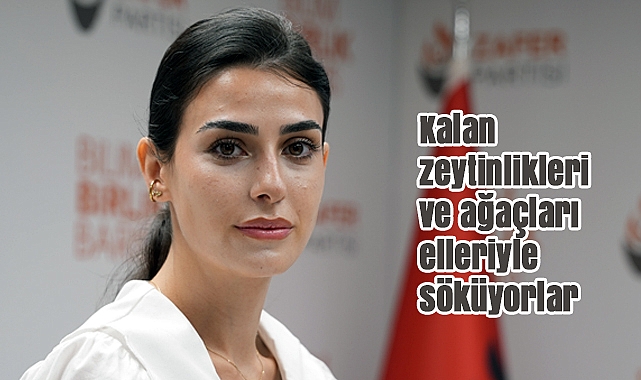 Aklan: ‘Kalan zeytinlikleri ve ağaçları elleriyle söküyorlar’