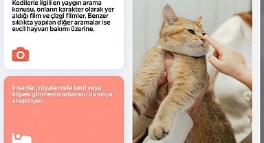 İnternet aramalarında kediler, köpekleri 3,5 kat geride bırakıyor