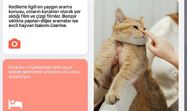 İnternet aramalarında kediler, köpekleri 3,5 kat geride bırakıyor