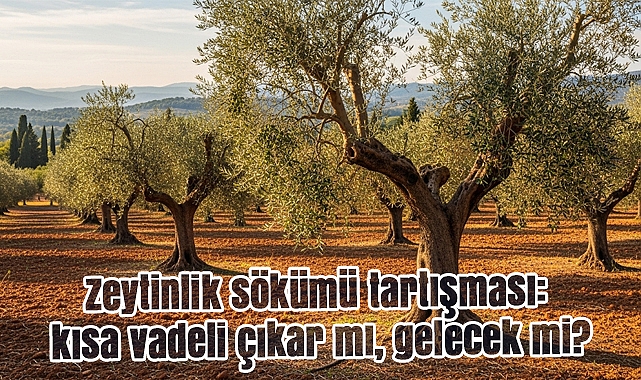 Zeytinlik sökümü tartışması: kısa vadeli çıkar mı, gelecek mi?