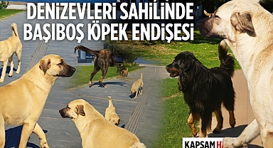 Samsun Denizevleri’nde yürüyüş korkusu: Başıboş köpek sorunu büyüyor