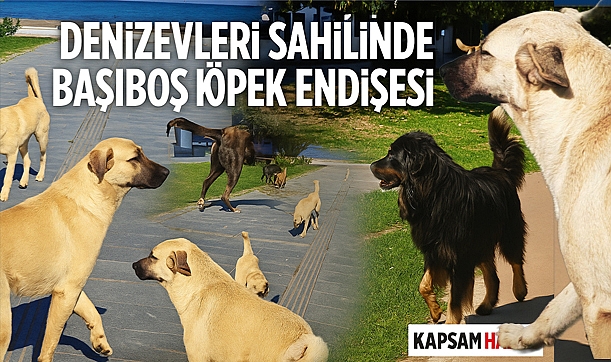 Samsun Denizevleri’nde yürüyüş korkusu: Başıboş köpek sorunu büyüyor