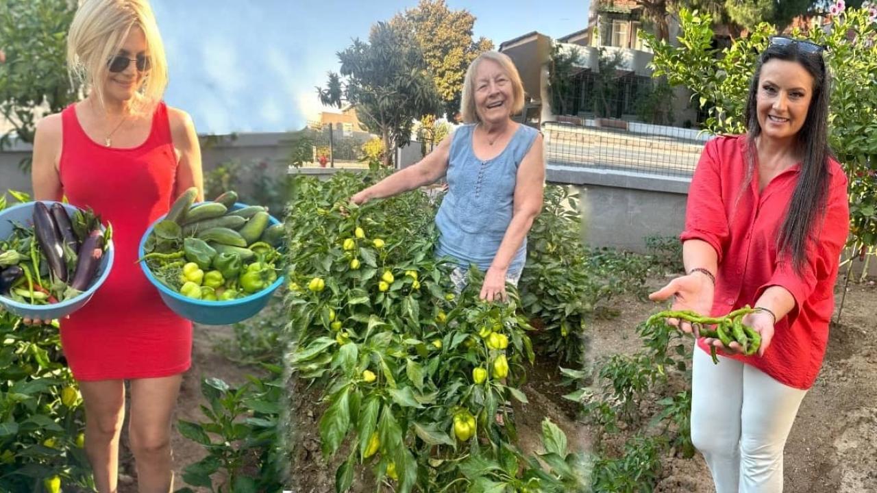 TURŞU KURAN, ZEYTİN KIRAN ELLERDEN GELENEK KOKAN TATLAR ŞENAY ANA İLE URLA’NIN GELENEKSEL KIŞ HAZIRLIKLARI