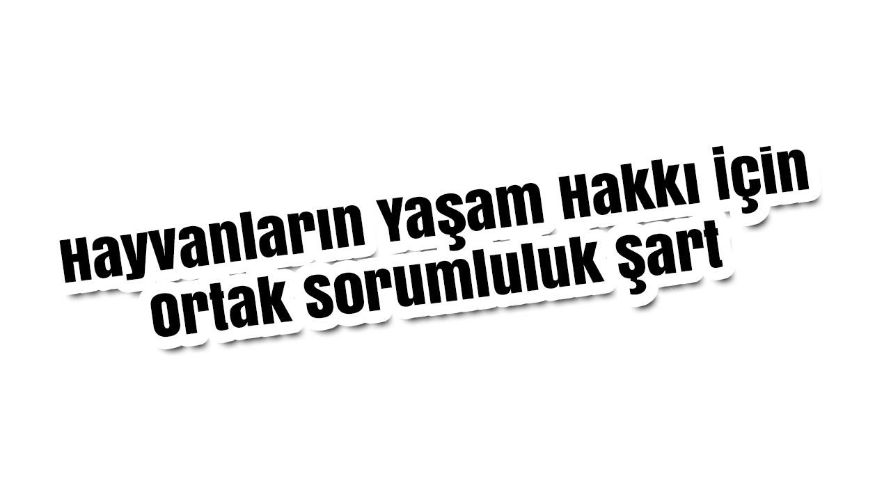 HAKDEM Başkanı Elbirliler’den Manisa için hayvan hakları çağrısı