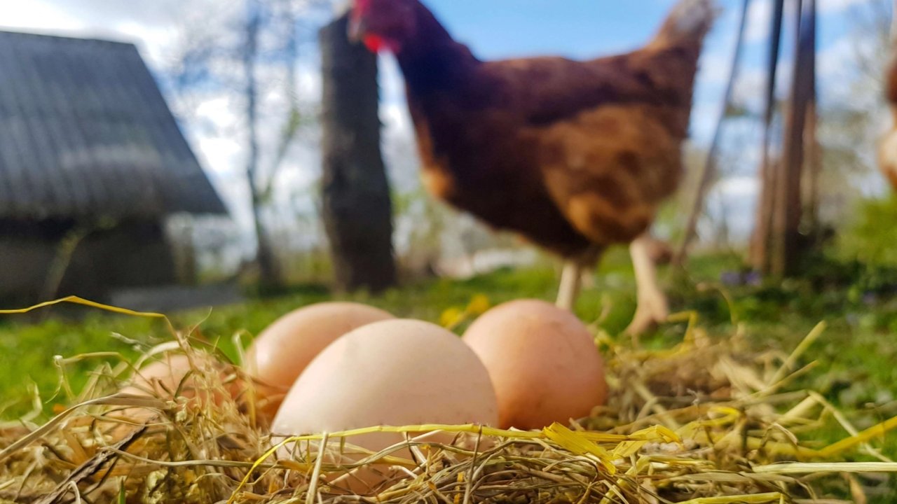 Tavuk Eti 247 bin tonu aştı! Yumurtada düşüş yaşandı