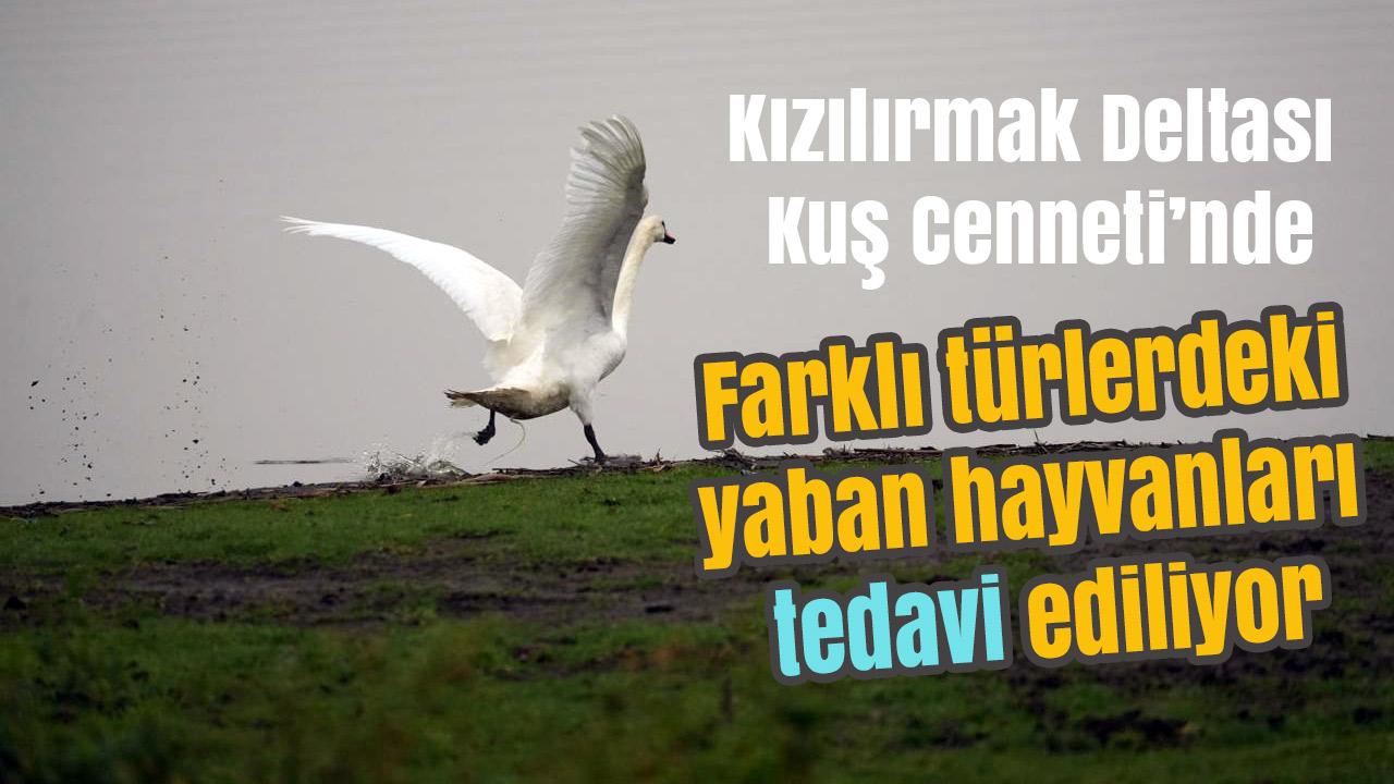 Yabani Hayvanlar Büyükşehir’in Şefkat Eliyle Yeniden Hayat Buluyor