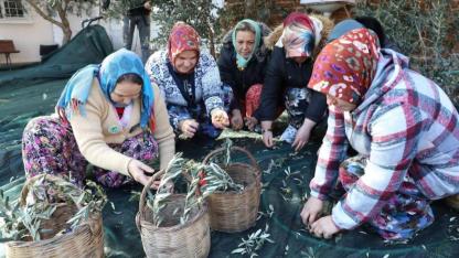 Meci ile Zeytin Kültürü Gelenekten Geleceğe Taşındı