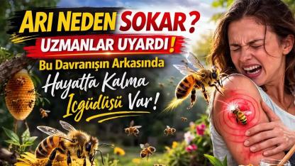 Arı Neden Sokar? Uzmanlar Uyardı: Bu Davranışın Sebebi Sandığınızdan Farklı