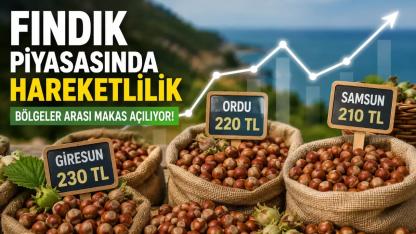 Fındık Piyasasında Makas Açılıyor: Giresun Zirvede, Samsun ve Ordu Hareketli