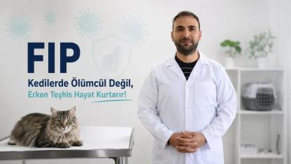 Kedinizde Bu Belirtiler Varsa Dikkat! FIP Artık Tedavi Edilebiliyor