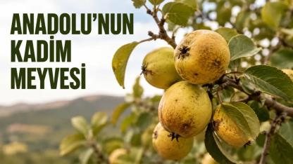 Ahlat Nedir? Anadolu'nun Binlerce Yıllık Kadim Meyvesinin Şaşırtan Hikâyesi