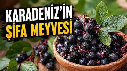 Karadeniz'in Şifa Deposu Karayemiş: Faydaları Saymakla Bitmiyor